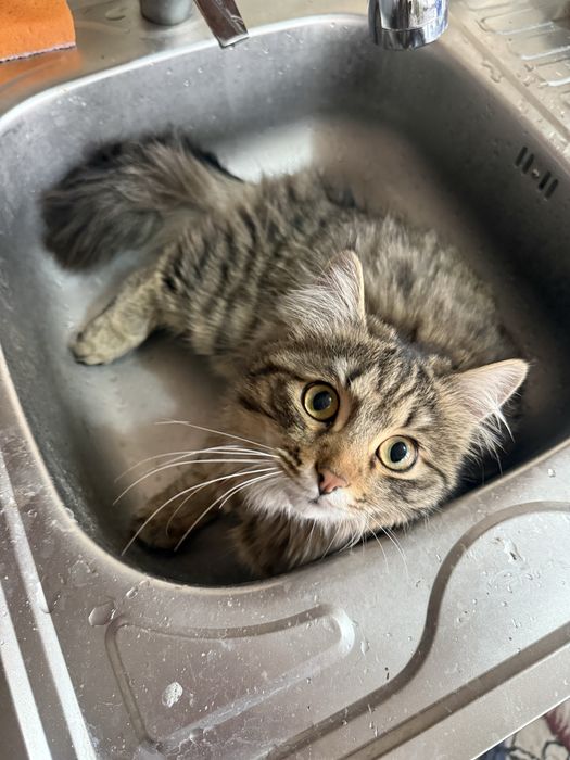 Отдается кот в добрые руки очень срочно