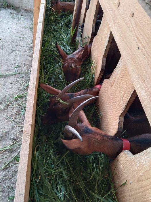 Țap alpină franceză