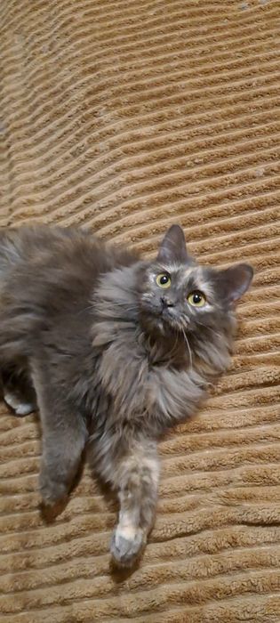 Пропала кошка в районе Саяхата