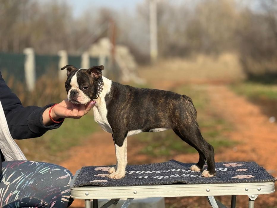 Boston Terrier pui femela