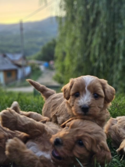 Catelusi Maltipoo