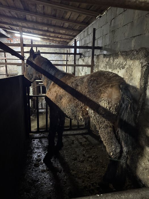 Лошади с откорма на развод.