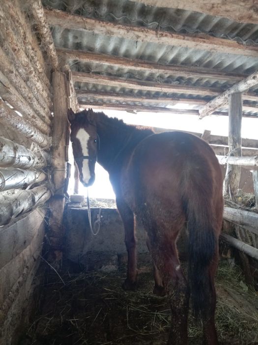 5 жасар айгыр сатылады