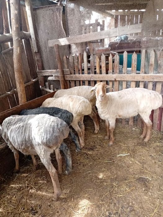 Продам кой токты баран на откорме байланған қой тоқты