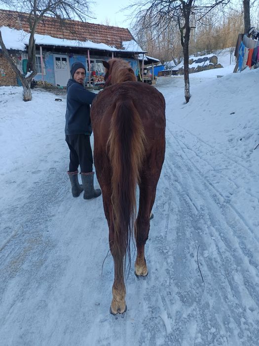 Vând sau schimb cu juninca sau vaca