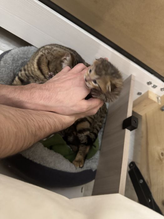 Бенгалские котики