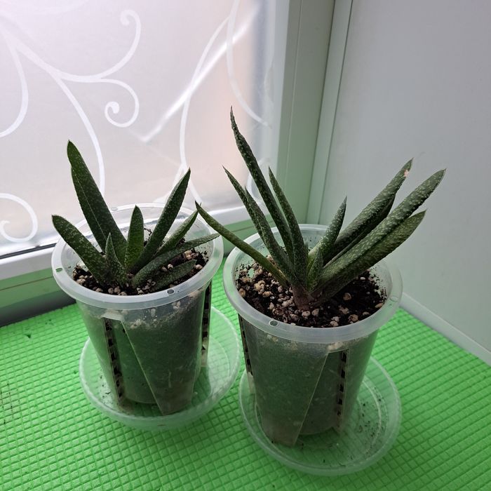 Гастерия килеватая