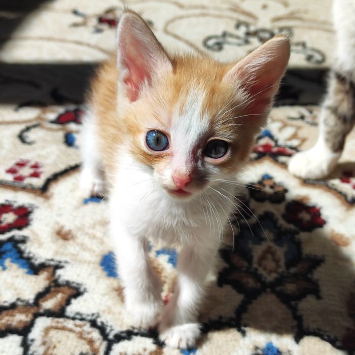 Отдадим котят бауырластар 2