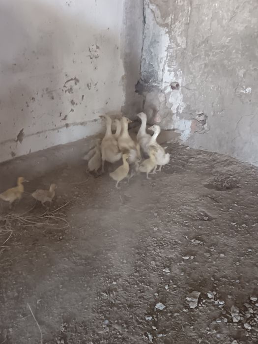 Қаз балапандары сатылады