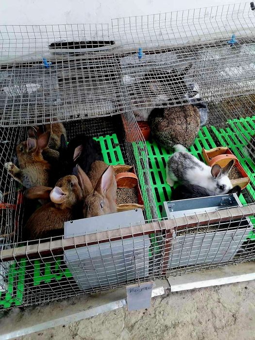 Зайци  5/8  евро