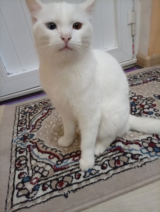 Породистым кошка продается