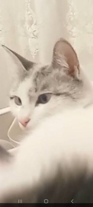 Регдолл американский