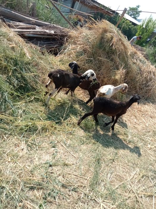 Qóy yungi olib berish xizmati