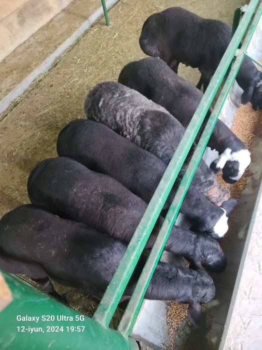 Qurbonlikka qõylar sotiladi