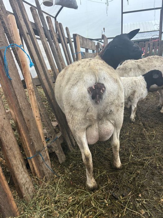 Vând oi Dorper rasă pura,