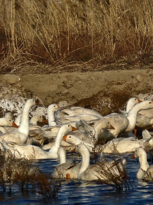 Гуси, индейка  оптом