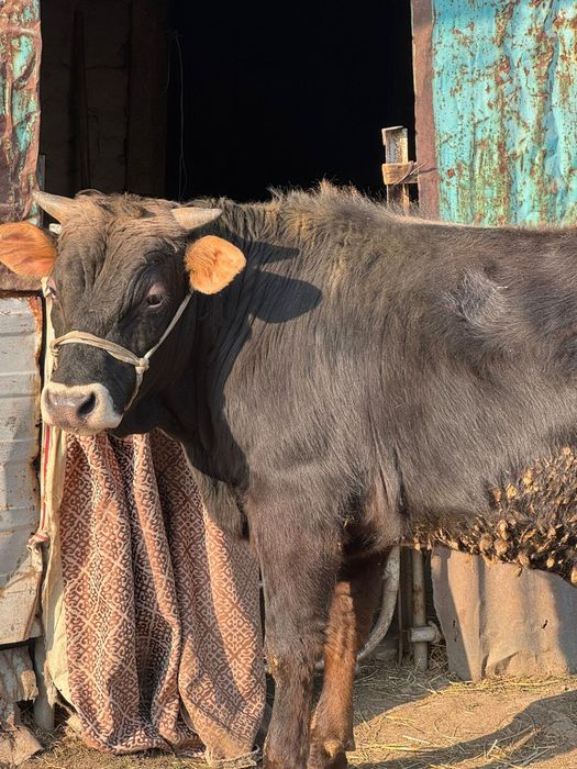 Прадам быка  бычки