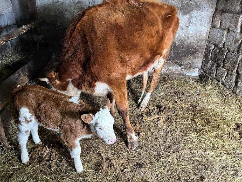 Бұзаулы сиыр сатылады.