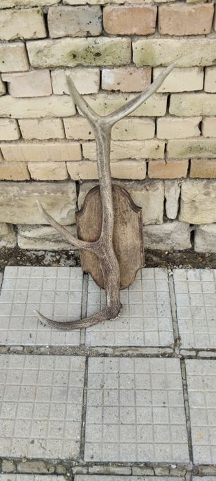 Еленски рога за декорация