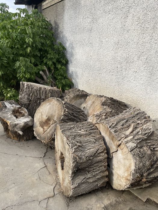 Продам пни нераспиленные