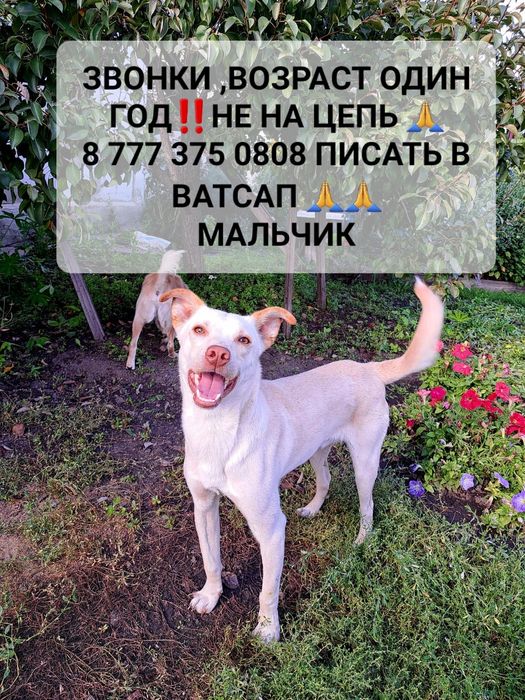 Собачки в частный дом.