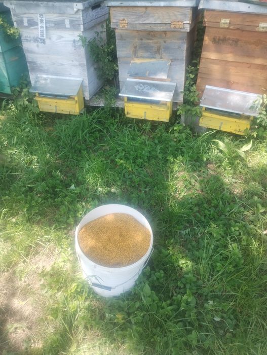 Vând polen crud și uscat