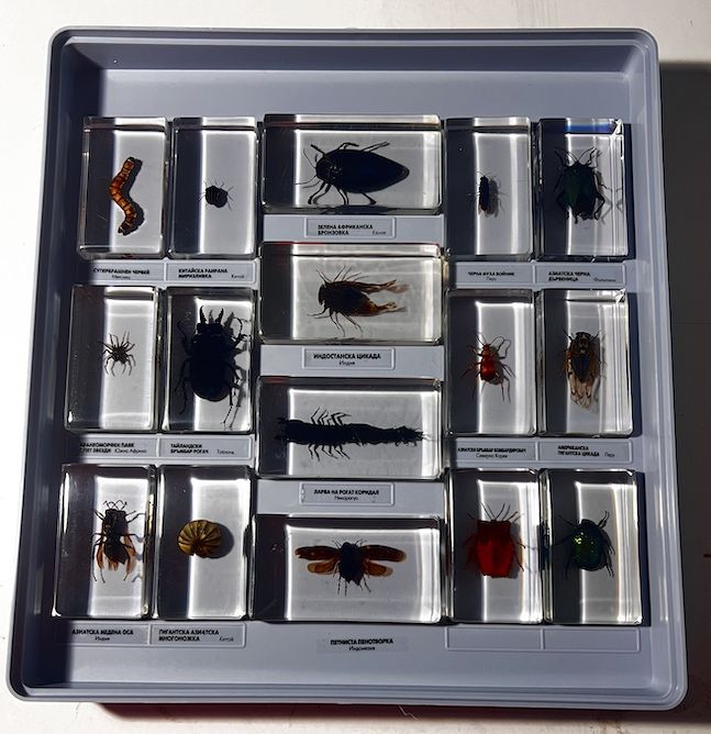 Колекция Истински буболечки