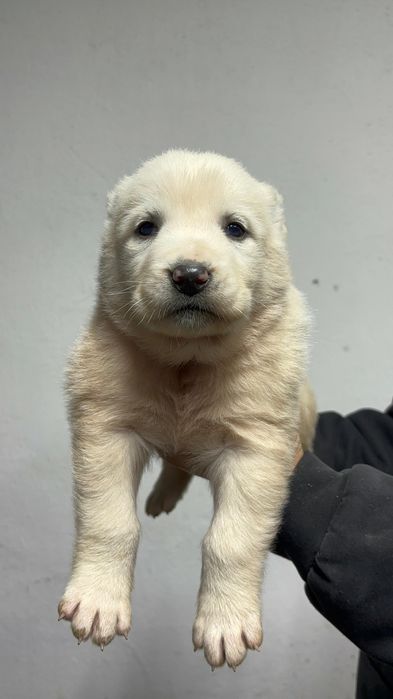 Төбет күшіктер..