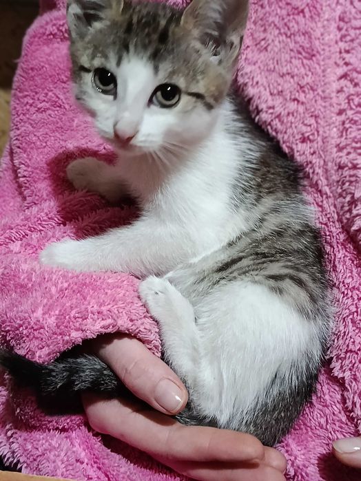 Котята в добрые ручки.