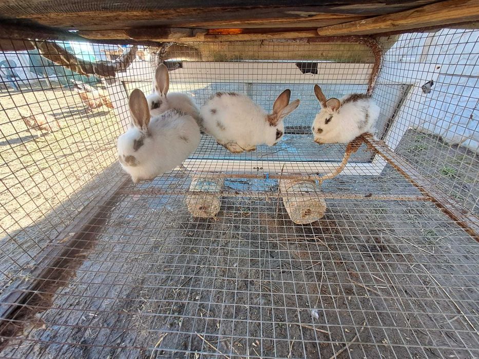 Продавам зайци за разплод