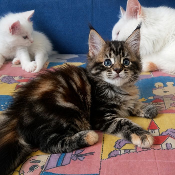 Милейшие котята Мейн Кун