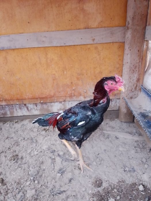 Dakan xõroz urushqoq