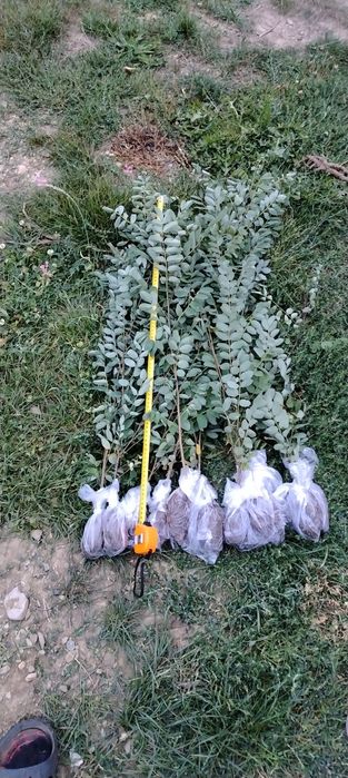 Puieți salcâm 60 70 cm la balot de pământ