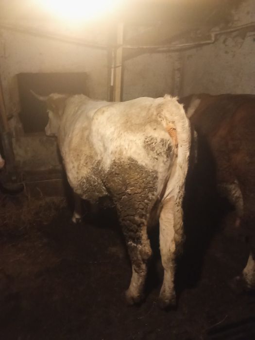 Vând vaca pentru abator