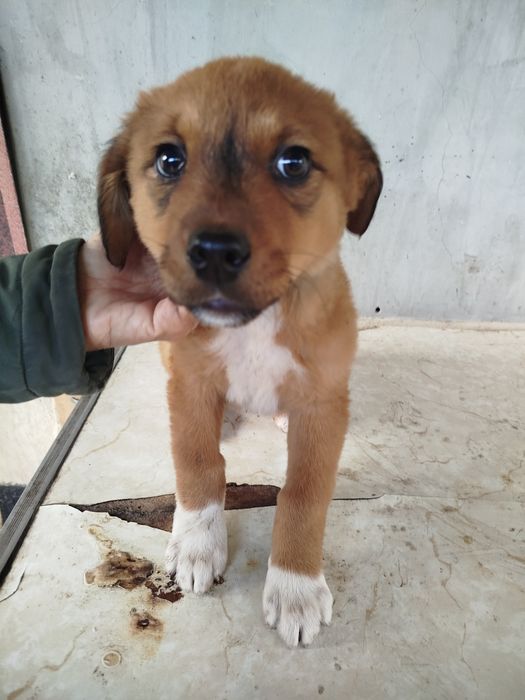 Девочка щенок в добрые руки