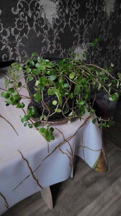 Продам денежное дерево, молочай,колеус,алое