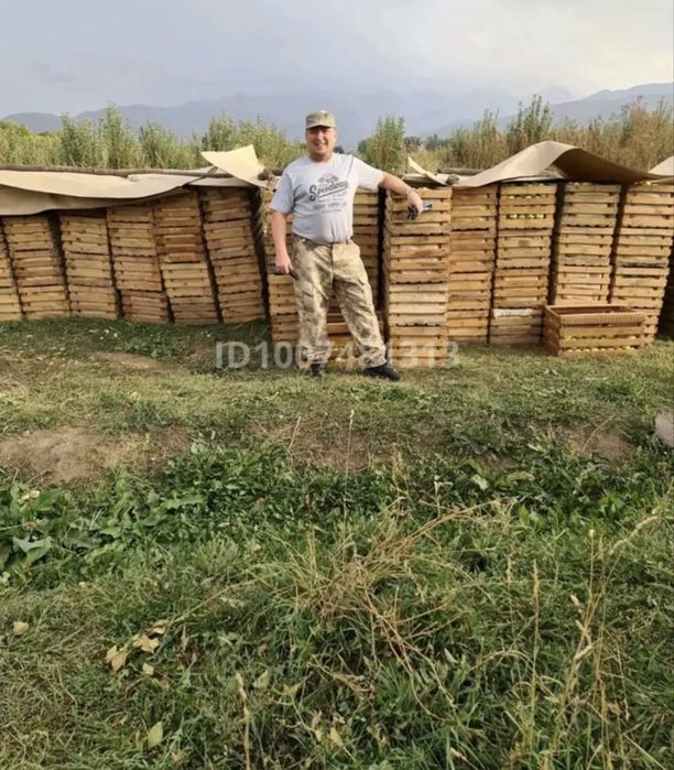 Продам сад яблоневый