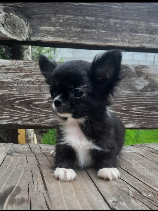 щенки чихуахуа мальчики