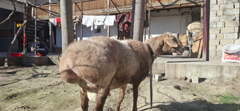 Arashan qochqor sotiladi