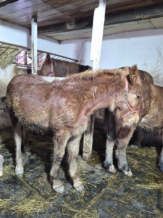 De vanzare, manza, 6 luni