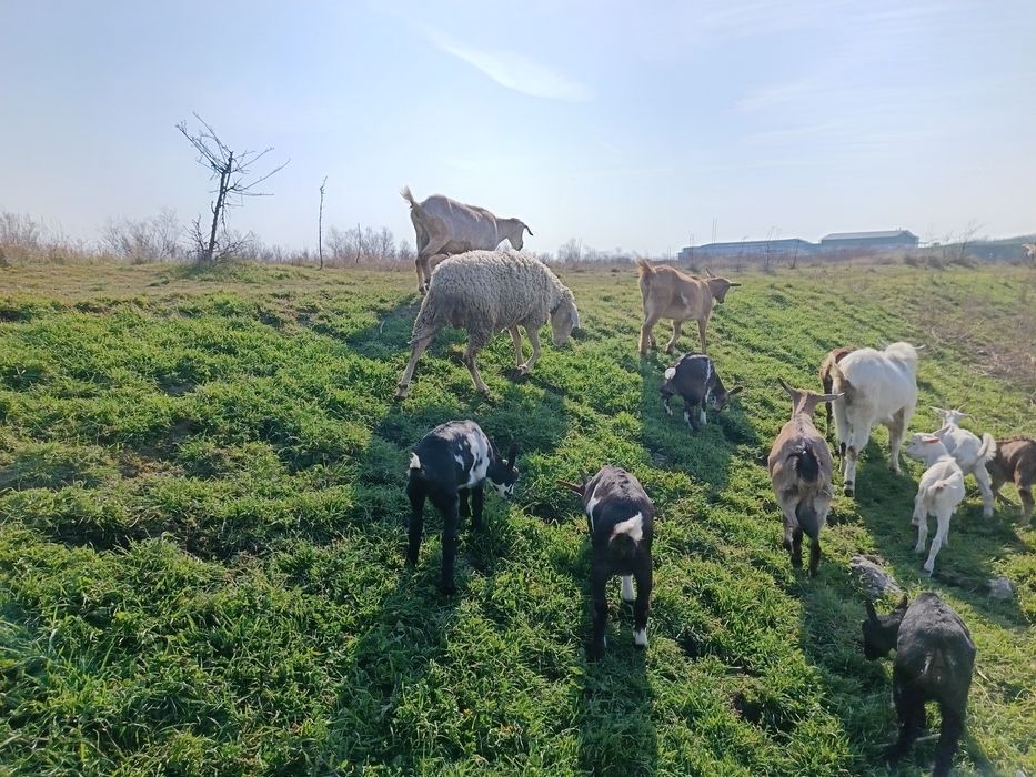 КОЧ Асаф 1.5 месеца за тамъзлък