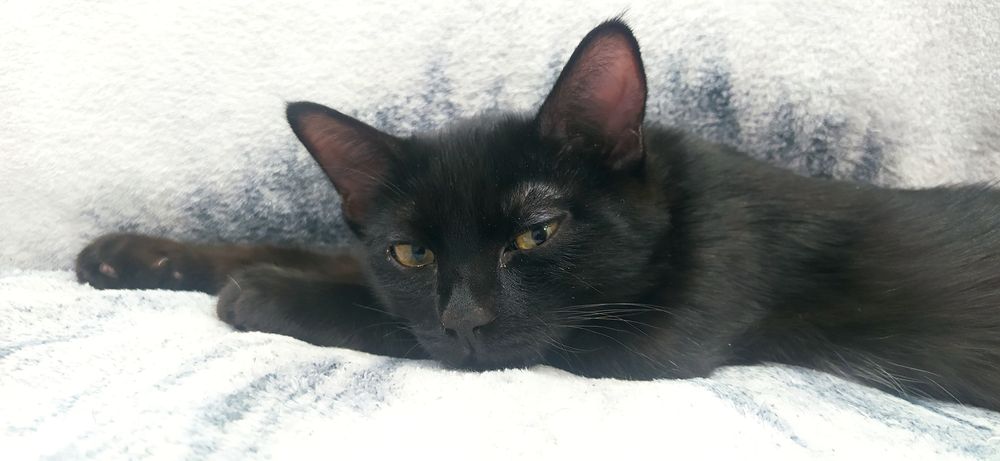 Срочно! Котенку нужен дом!