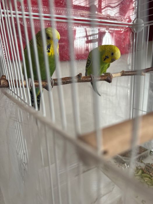 Попугайчики волнистые