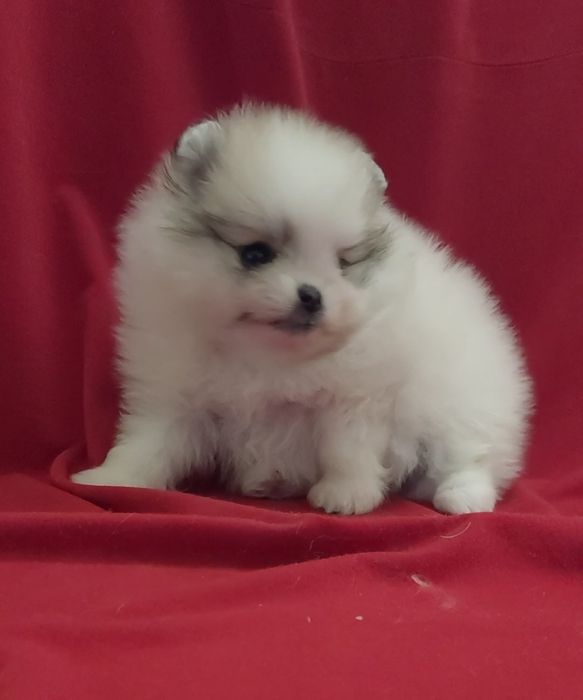 Шпицы разных окрасов