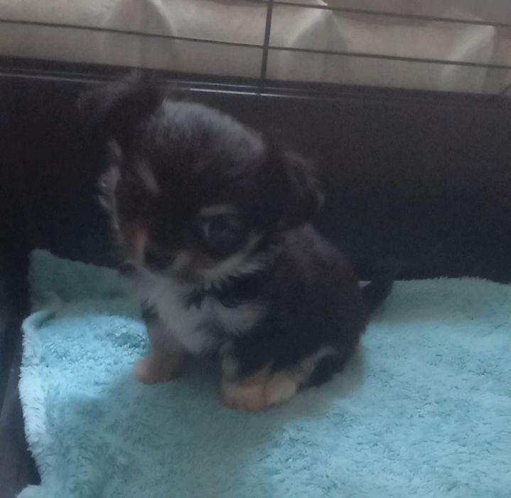 Щенок  мини чихуахуа