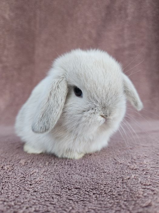 Iepuri  Mini lop - de companie