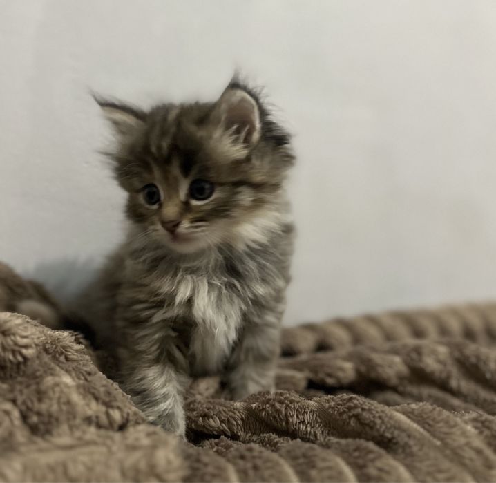 Мейн Кун котёнок девочка