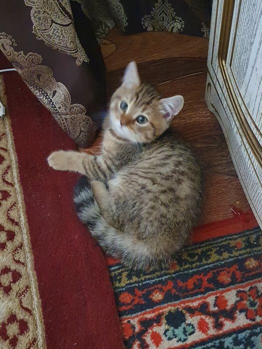 Отдам кошку( скотиш страйт) в хорошие руки!