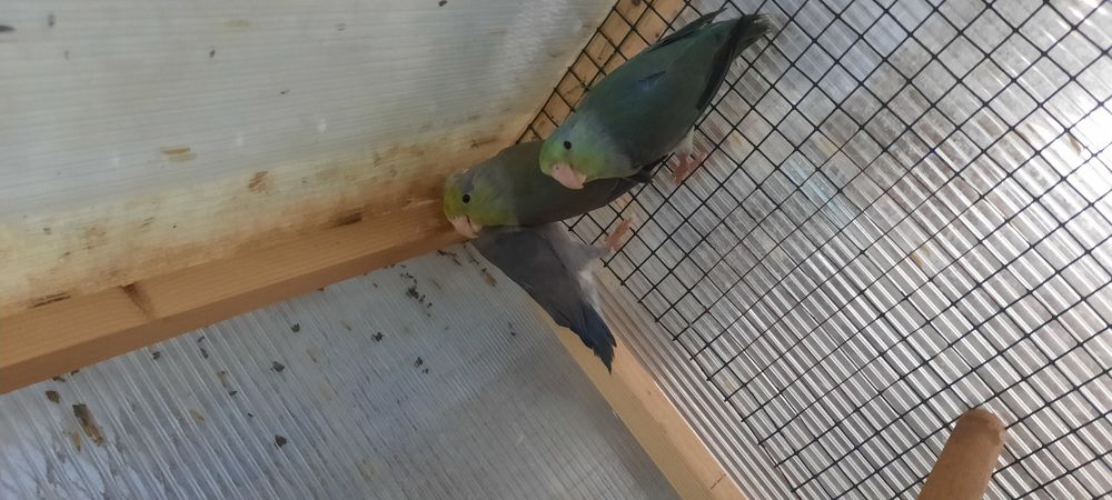 Papagali forpus sunt de anul trecut scoși la mine parinti au deja pui