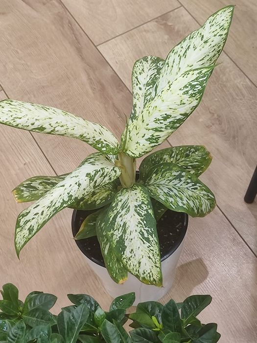 Комнатные растения,